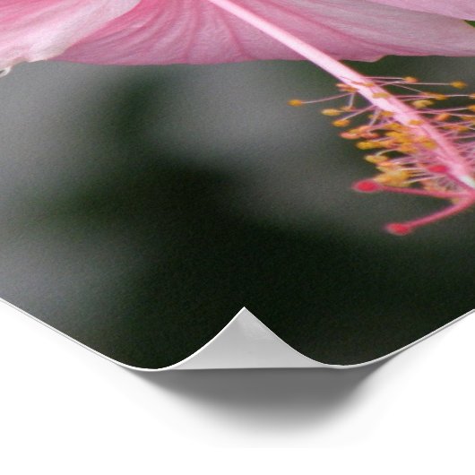 Roze Hibiscus Poster Print (Hoek)