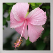Roze Hibiscus Poster Print (Voorkant)