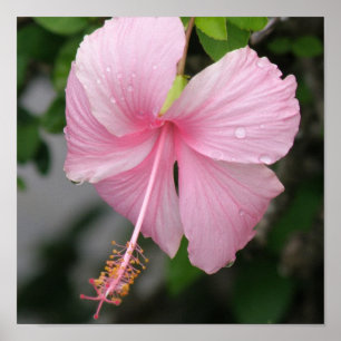 Roze Hibiscus Poster Print