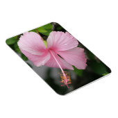 Roze Hibiscus Premium magneet (Rechterzijde)