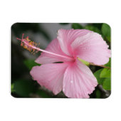 Roze Hibiscus Premium magneet (Horizontaal)