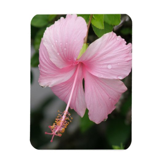 Roze Hibiscus Premium magneet (Verticaal)