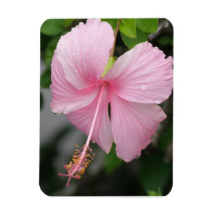 Roze Hibiscus Premium Magnet Magneet