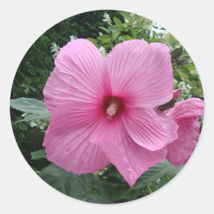 Roze Hibiscus Ronde Sticker