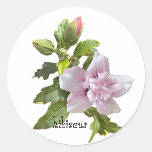 Roze hibiscus ronde sticker (Voorkant)