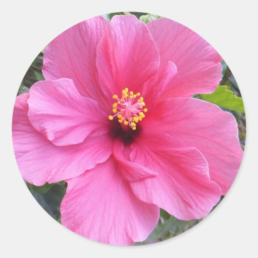 Roze Hibiscus stickers (Voorkant)