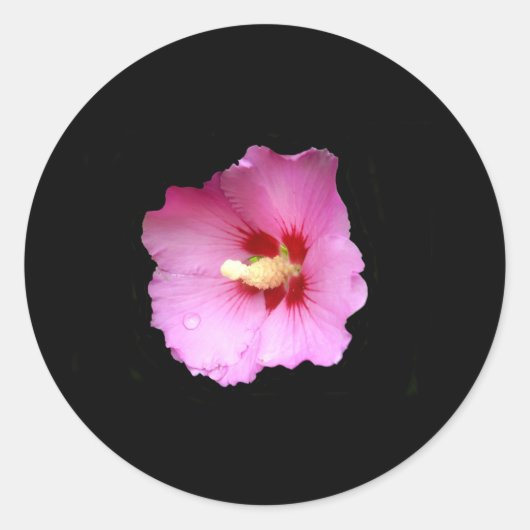 Roze Hibiscus Stickers (Voorkant)