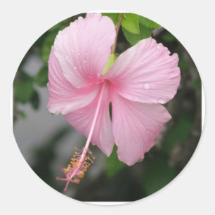 Roze Hibiscus Stickers
