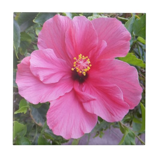 Roze Hibiscus tegel Tegeltje (Voorkant)