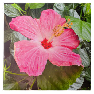 Roze Hibiscus Tegeltje