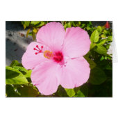 Roze Hibiscus Tropische Bloem (Voorkant Horizontaal)