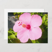 Roze Hibiscus Tropische Bloem (Voorkant / Achterkant)