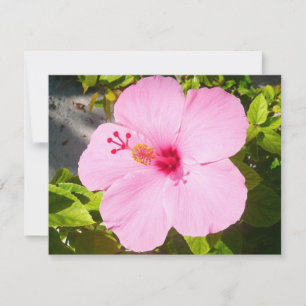 Roze Hibiscus Tropische Bloem