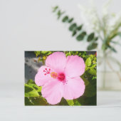 Roze Hibiscus Tropische Bloem Briefkaart (Staand voorkant)