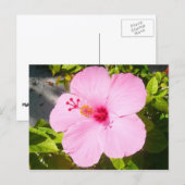 Roze Hibiscus Tropische Bloem Briefkaart (Voorkant / Achterkant)