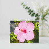 Roze Hibiscus Tropische Bloem Briefkaart (Staand voorkant)