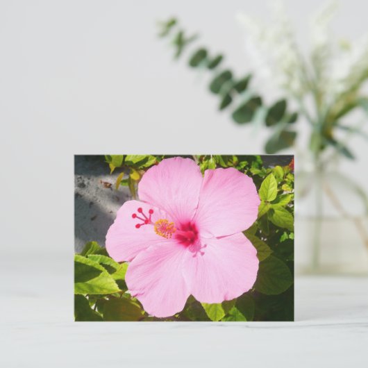 Roze Hibiscus Tropische Bloem Briefkaart (Staand voorkant)