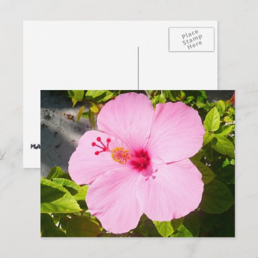 Roze Hibiscus Tropische Bloem Briefkaart (Voorkant / Achterkant)