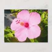 Roze Hibiscus Tropische Bloem Briefkaart (Voorkant)