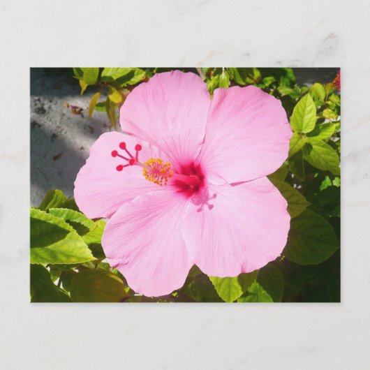 Roze Hibiscus Tropische Bloem Briefkaart (Voorkant)