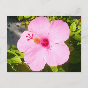 Roze Hibiscus Tropische Bloem Briefkaart