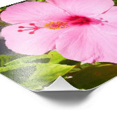 Roze Hibiscus Tropische Bloem Foto Afdruk (Hoek)