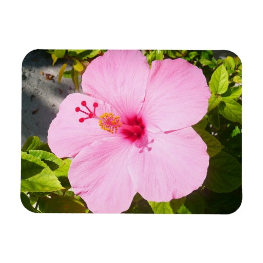 Roze Hibiscus Tropische Bloem Magneet (Horizontaal)