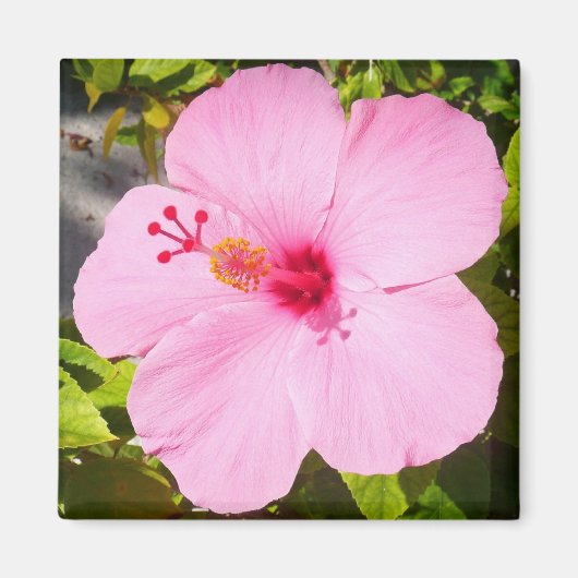 Roze Hibiscus Tropische Bloem Magneet (Voorkant)