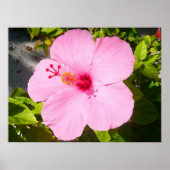 Roze Hibiscus Tropische Bloem Poster (Voorkant)