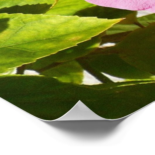 Roze Hibiscus Tropische Bloem Poster (Hoek)