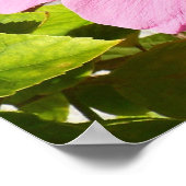 Roze Hibiscus Tropische Bloem Poster (Hoek)