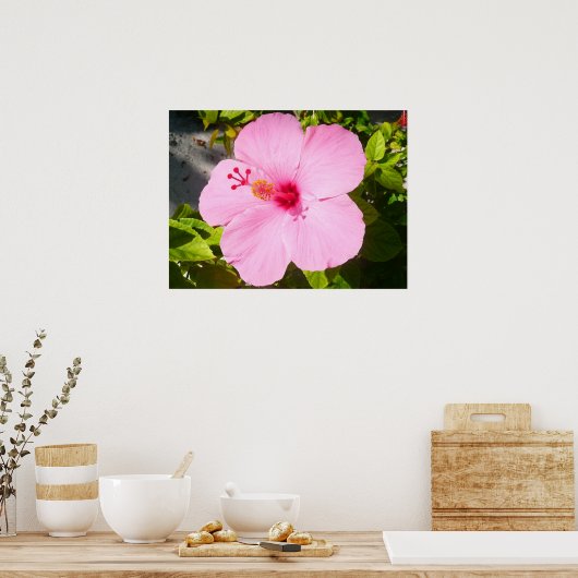 Roze Hibiscus Tropische Bloem Poster (Keuken)