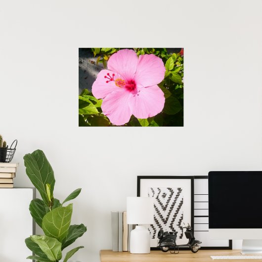 Roze Hibiscus Tropische Bloem Poster (Thuiskantoor)
