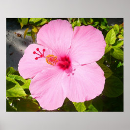 Roze Hibiscus Tropische Bloem Poster