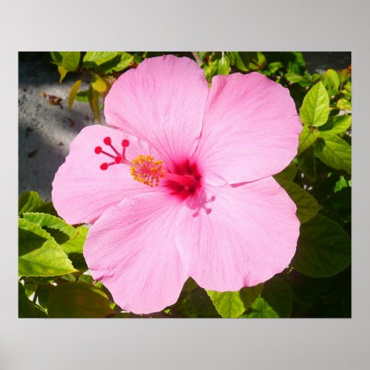 Roze Hibiscus Tropische Bloem Poster (Voorkant)