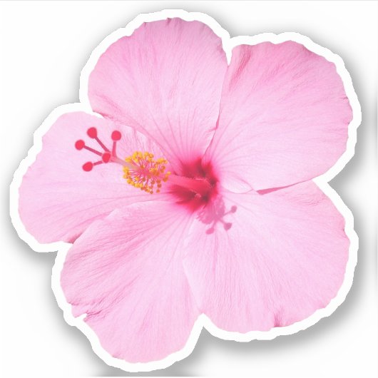Roze Hibiscus Tropische Bloem Sticker (Voorkant)
