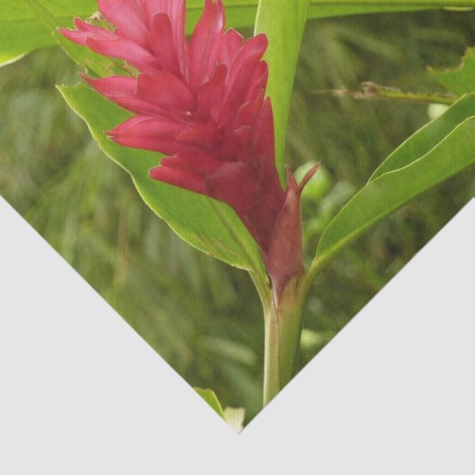 Roze Hibiscus Tropische Bloem Tissuepapier (Detail)