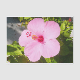 Roze Hibiscus Tropische Bloem Tissuepapier