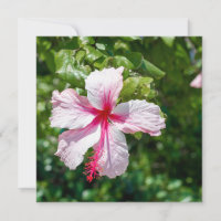 Roze Hibiscus Tropische Bloem Vergroting Dag