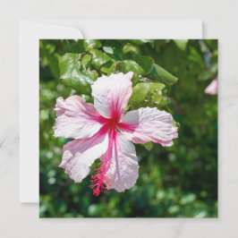 Roze Hibiscus Tropische Bloem Vergroting Dag Kaart