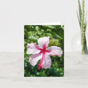 Roze Hibiscus Tropische Bloem Vergroting Dag Kaart