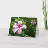 Roze Hibiscus Tropische Bloem Vergroting Dag