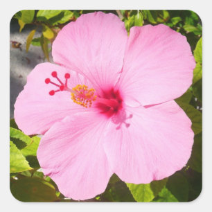 Roze Hibiscus Tropische Bloem Vierkante Sticker