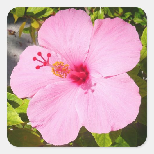 Roze Hibiscus Tropische Bloem Vierkante Sticker (Voorkant)