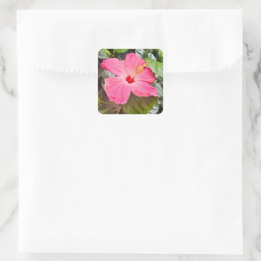 Roze Hibiscus Vierkante Sticker (Tas)