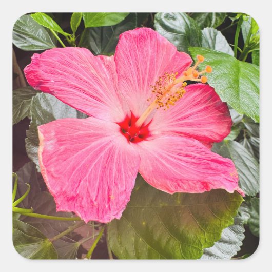 Roze Hibiscus Vierkante Sticker (Voorkant)