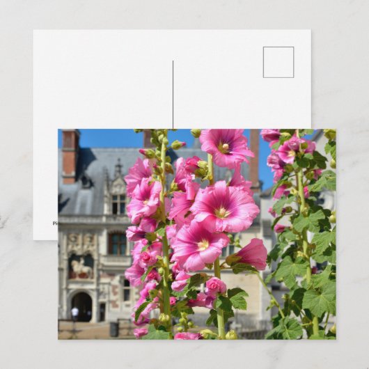 Roze hollyhocbloemen briefkaart (Voorkant / Achterkant)