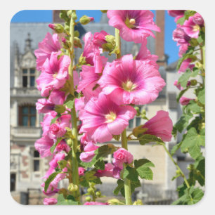 Roze hollyhocbloemen briefkaart vierkante sticker