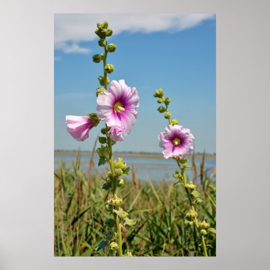Roze hollyhocbloemen poster (Voorkant)