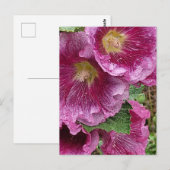 Roze hollyhock briefkaart (Voorkant / Achterkant)